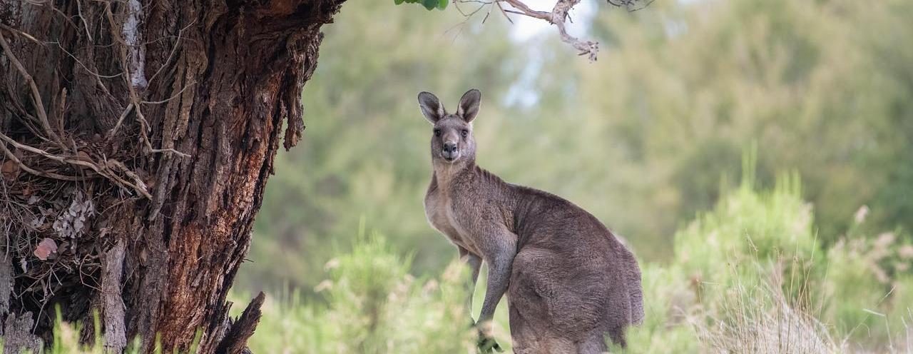 Přírodovědný klokan - máme okresního vítěze!