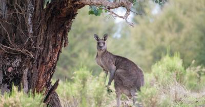 Přírodovědný klokan - máme okresního vítěze!