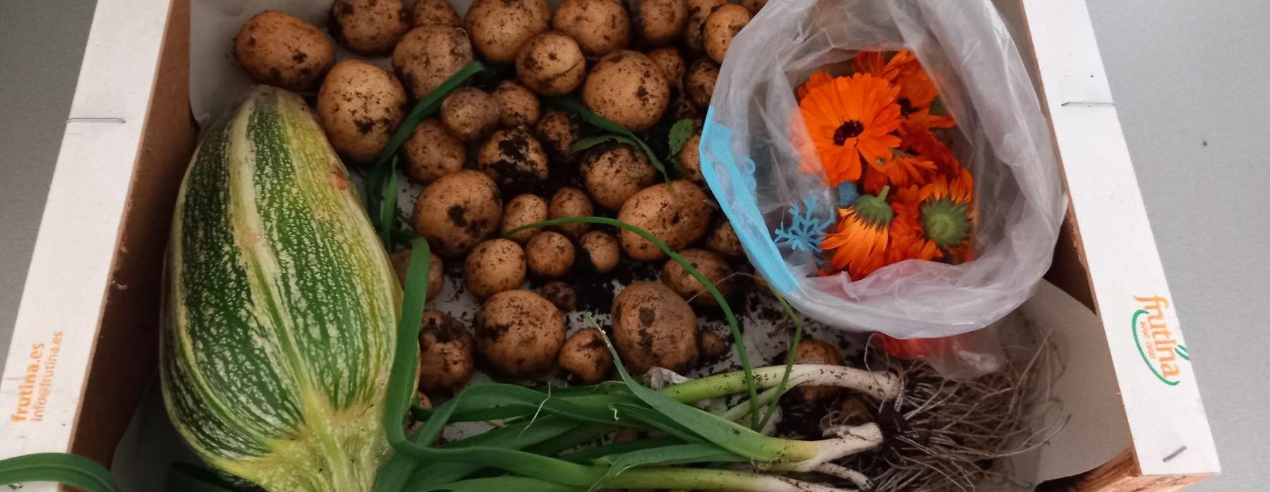 Rok ve školní zahrádce aneb Stálo to za to?