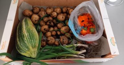 Rok ve školní zahrádce aneb Stálo to za to?